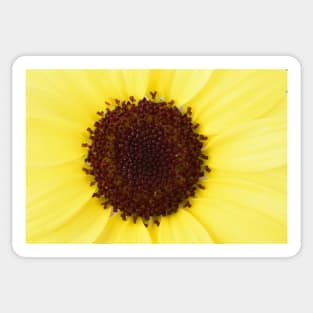 Argyranthemum  Grandaisy Bright Yellow  Marguerite  Grandaisy Series Sticker